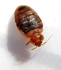 bedbug%201%20pic.jpg