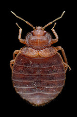 bedbug2.jpg