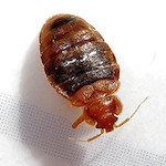 bedbug_3.jpg