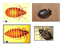 Bed Bug Lawyer Statute Of Limitations
