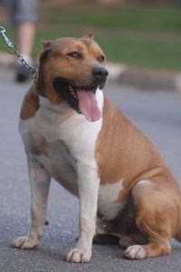 dog-816455-m.jpg