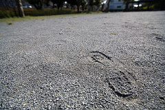 footprint.jpg