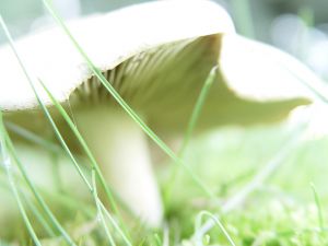mushroom.jpg