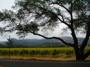 napa-valley-california-2-586030-m.jpg