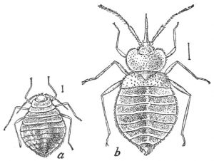PSM_V37_D356_Bed_bugs