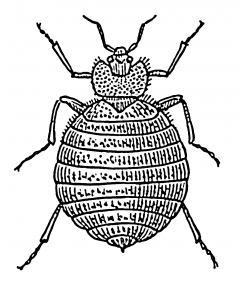 Bedbug_(PSF)