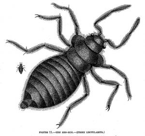 642px-The_Bed-Bug_Cimex_lectularius-300x280