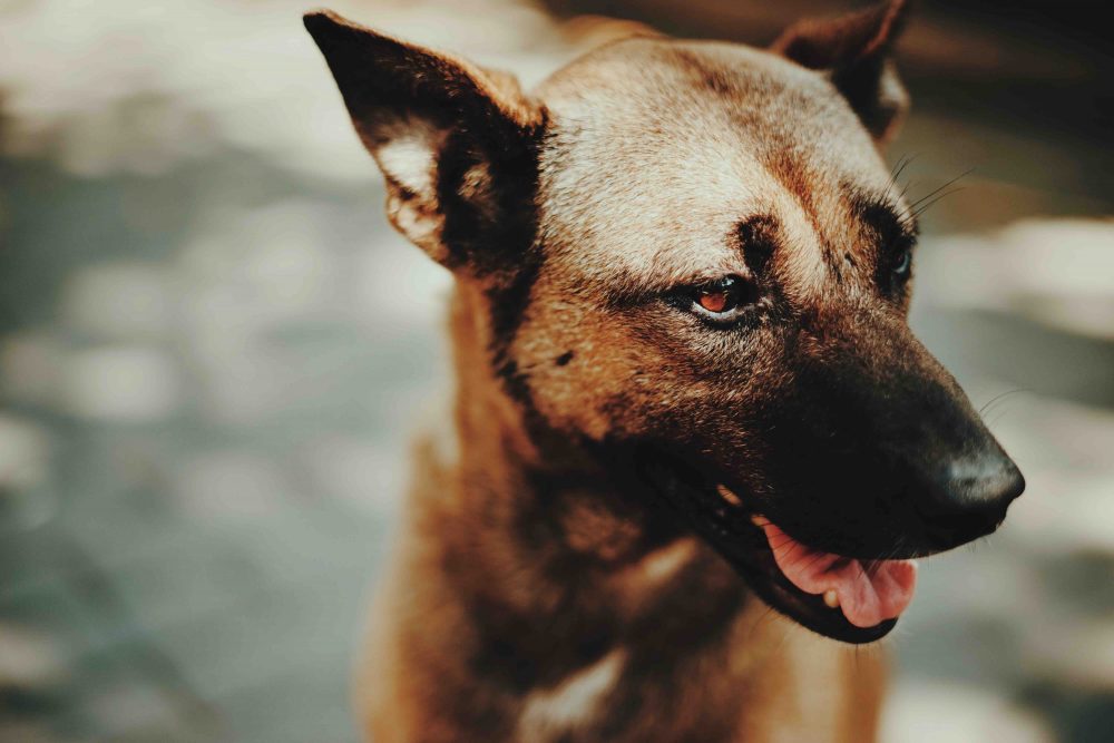 How Much is My Dog Bite Claim Worth? — San Francisco